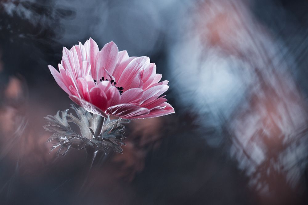Anemone art print by Fabien Bravin for $57.95 CAD