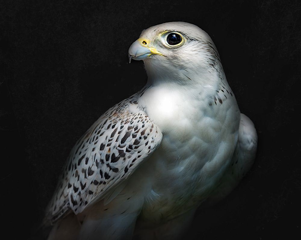 Gyrfalcon portrait II art print by Santiago Pascual Buye for $57.95 CAD