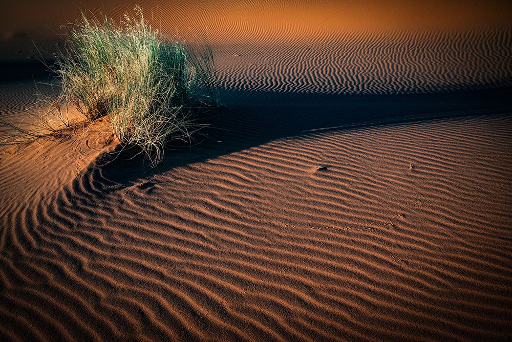 tussocks and tracks art print by Linda Wride for $57.95 CAD