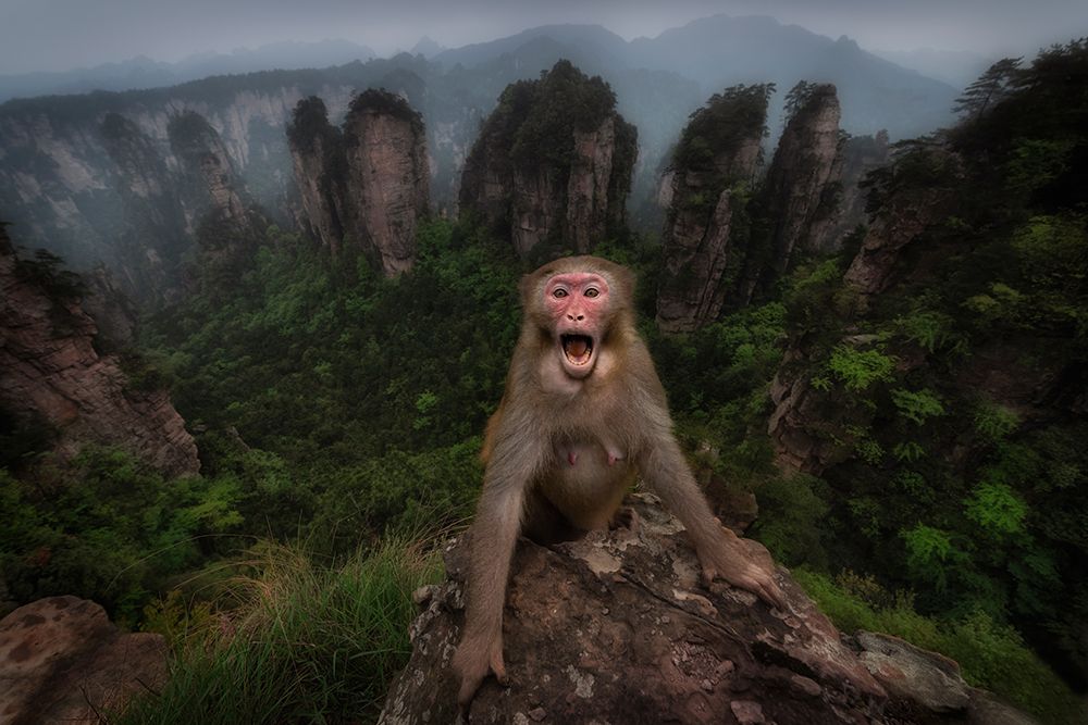Macaco rhesus art print by Roberto Marchegiani for $57.95 CAD