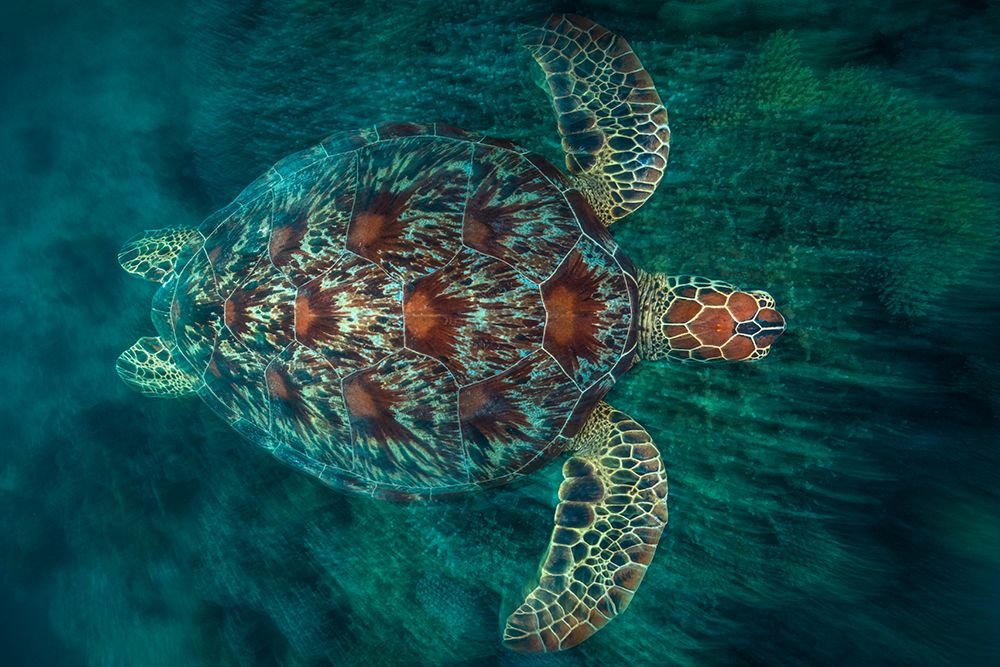 Green Turtle art print by Barathieu Gabriel for $57.95 CAD