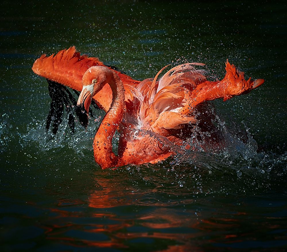Playing With Water art print by David H. Yang for $57.95 CAD