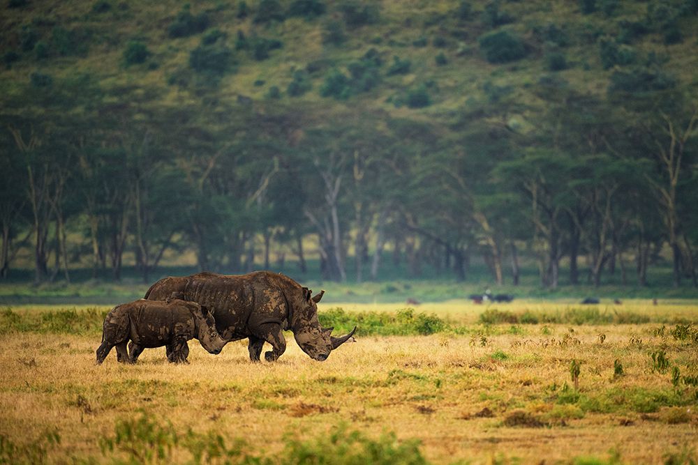 Nakuru Family art print by Mohammed Alnaser for $57.95 CAD