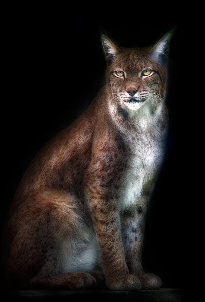 Lynx portrait art print by Santiago Pascual Buye for $57.95 CAD