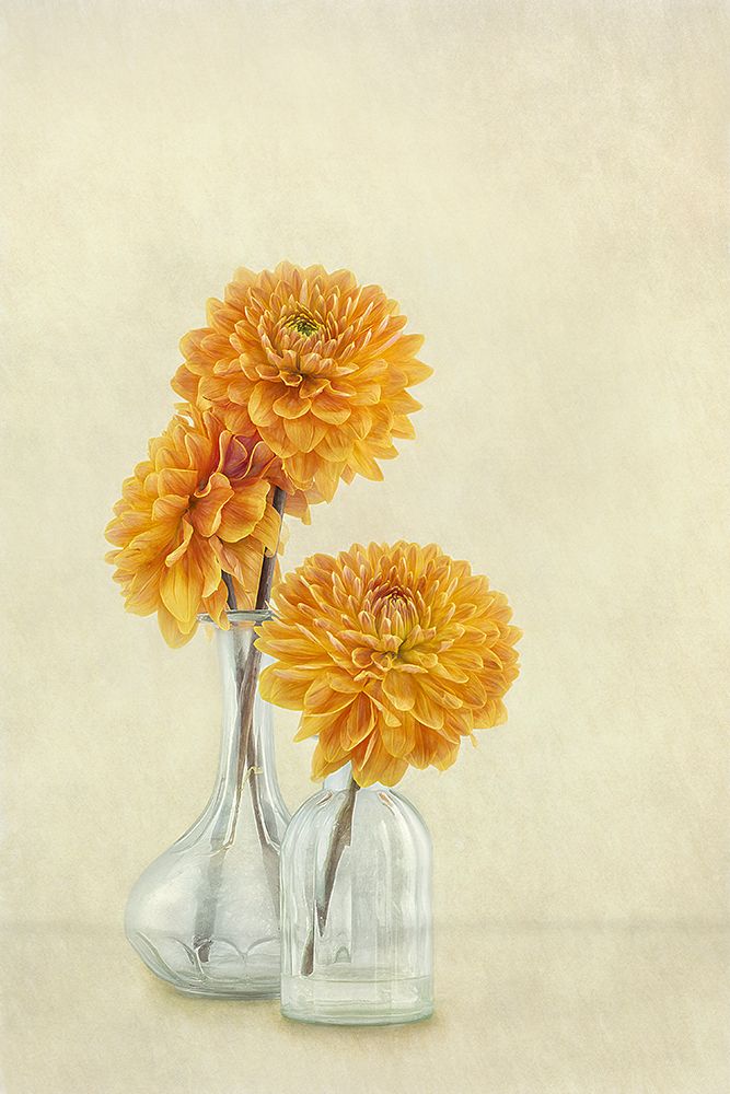 3 Dahlias art print by Gaille Gray for $57.95 CAD