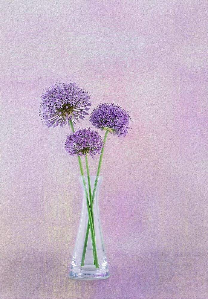 3 Allium art print by Gaille Gray for $57.95 CAD