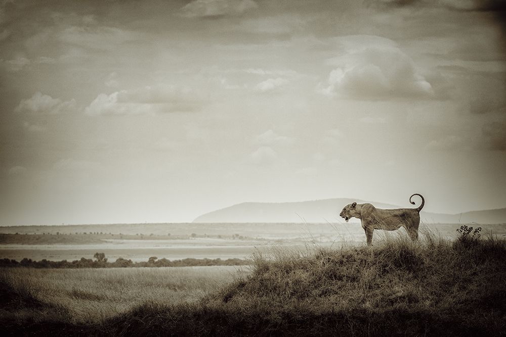 Lone Lioness art print by Mohammed Alnaser for $57.95 CAD