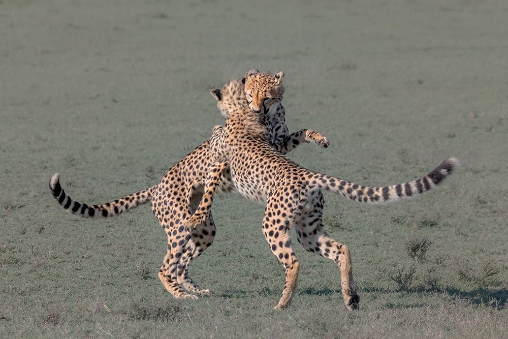 Young cheetahs playing art print by Yun Wang for $57.95 CAD