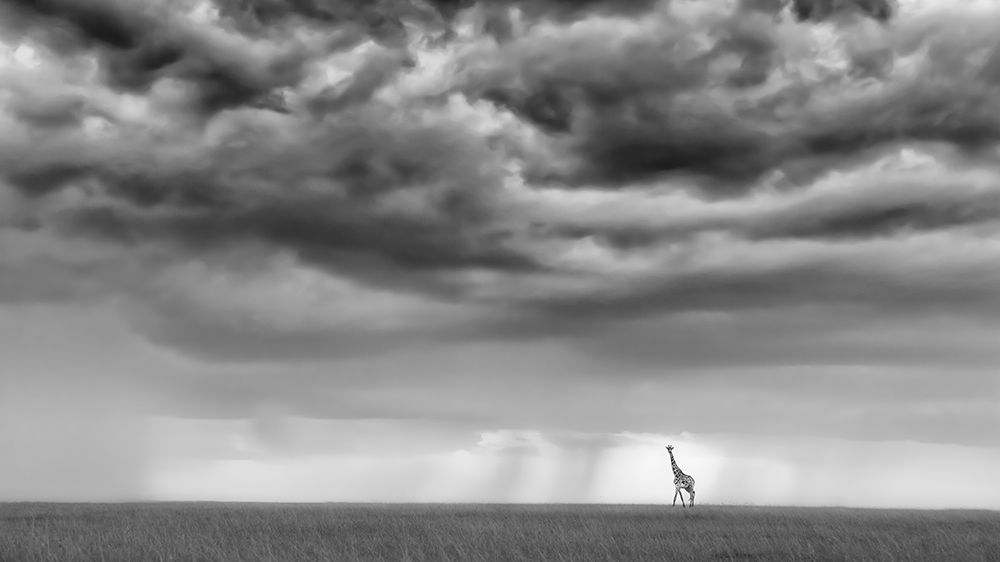 Sunset giraffe art print by Yun Wang for $57.95 CAD