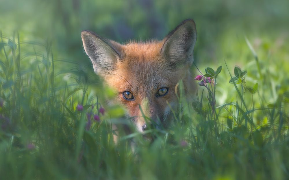 Red Fox art print by Larry Deng for $57.95 CAD