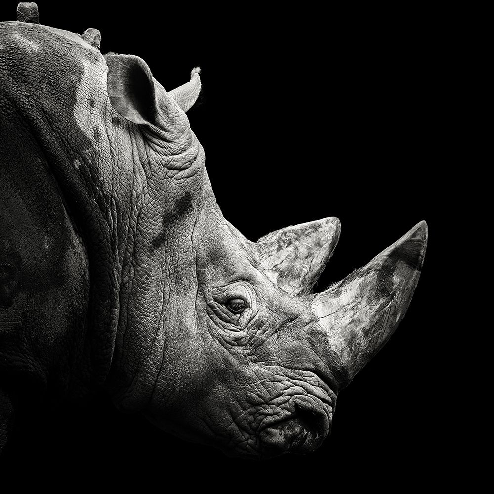Rhino art print by Christian Meermann for $57.95 CAD