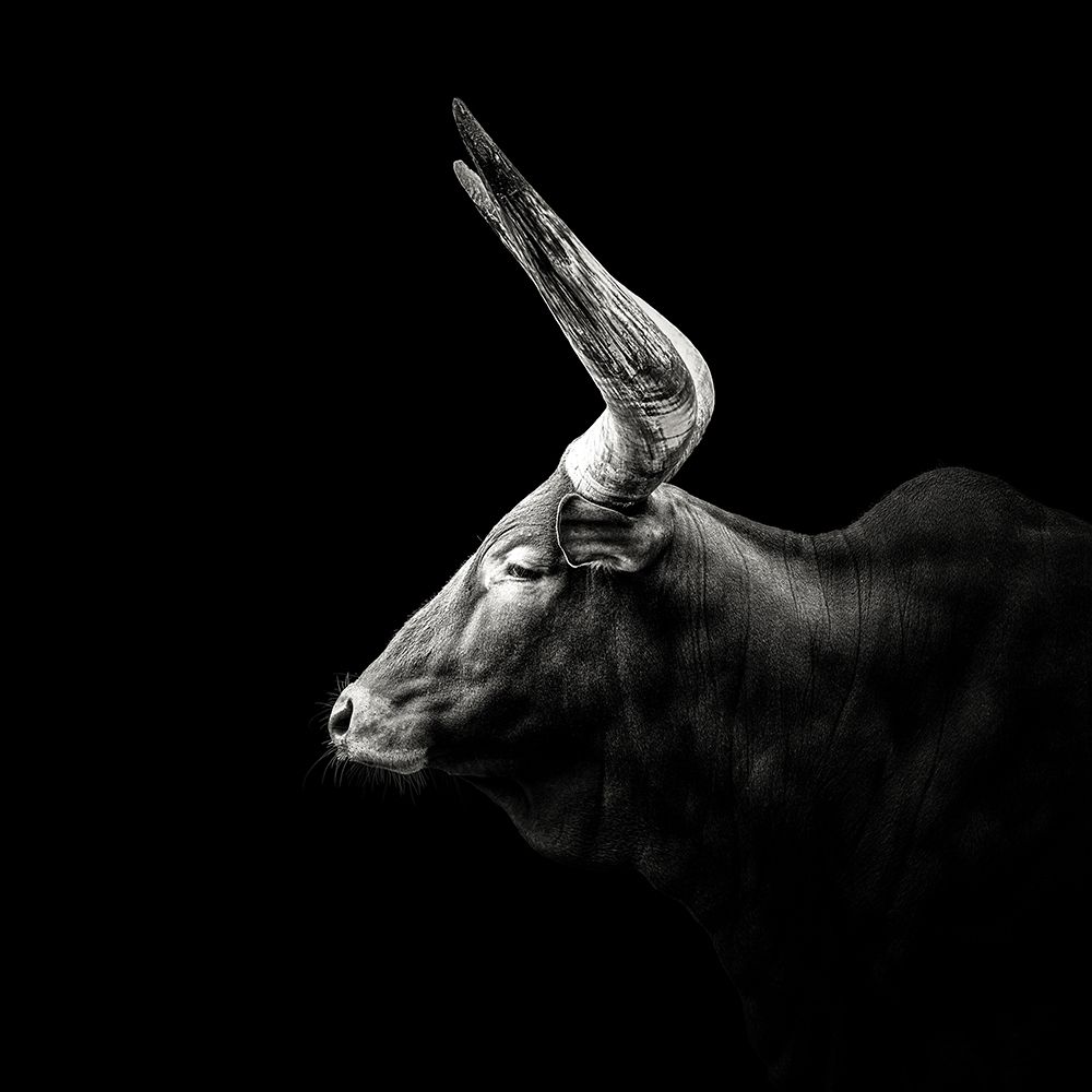 Watusi art print by Christian Meermann for $57.95 CAD