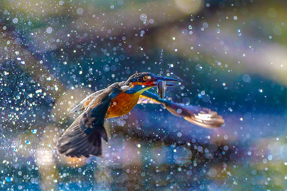 Kingfisher backlight art print by Marco Redaelli for $57.95 CAD