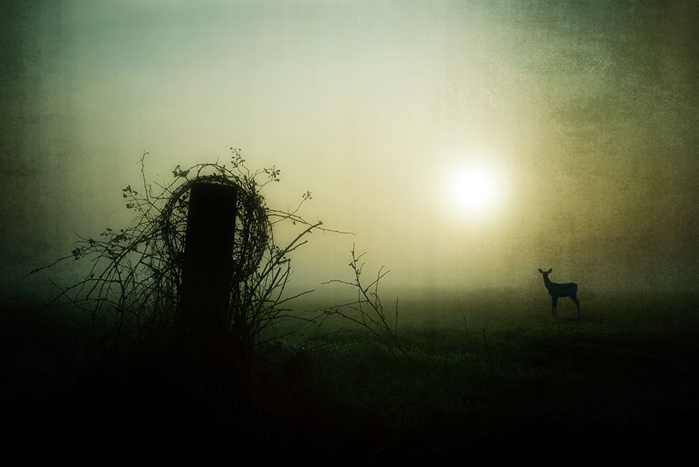 - Brand New Day - art print by Wim Schuurmans for $57.95 CAD