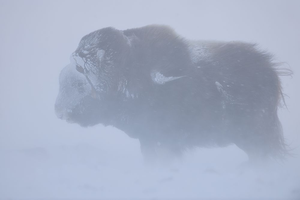 Portrait of Musk ox fighting a winter snow blizard art print by Yves Adams for $57.95 CAD