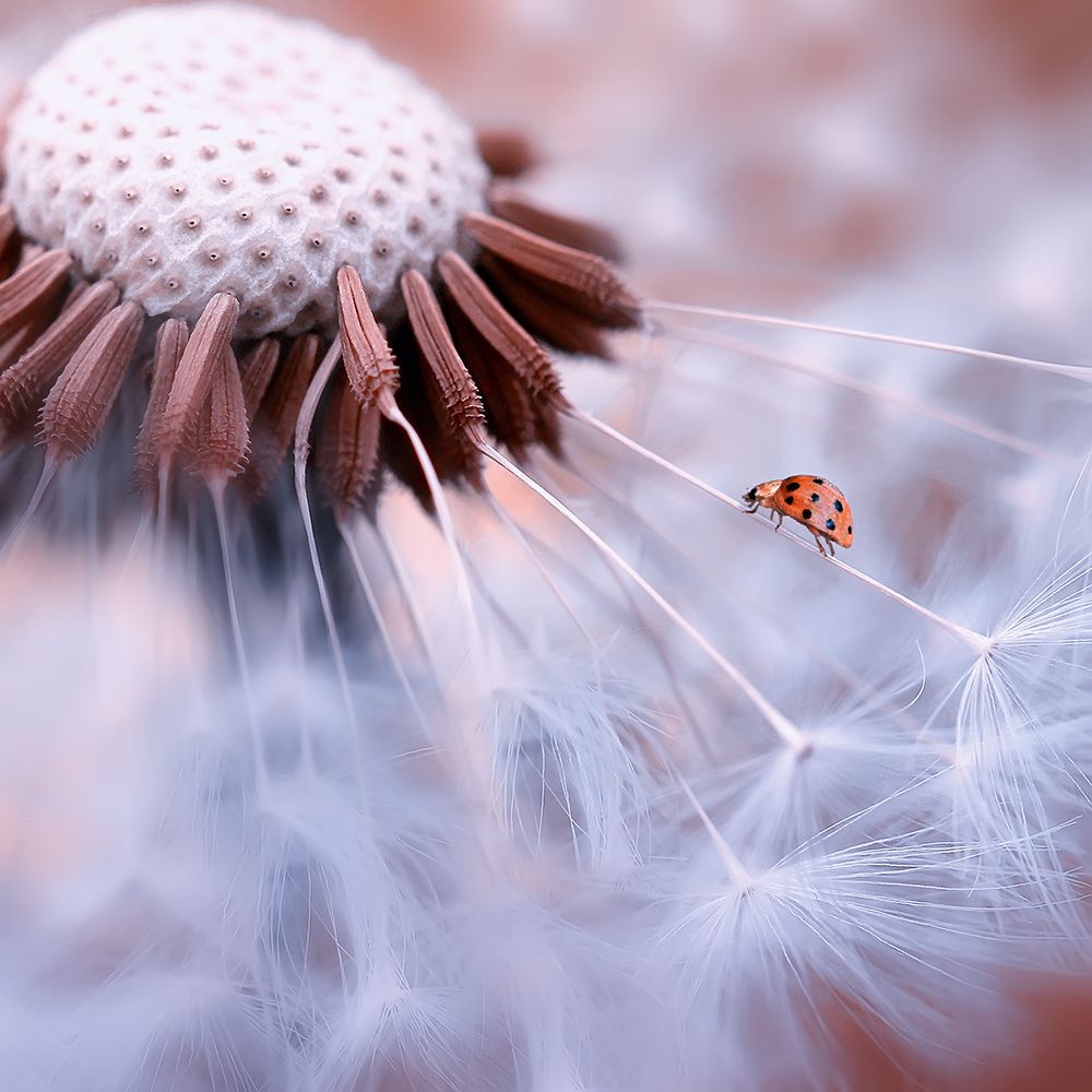 Ladybug on the mushrooms art print by Edy Pamungkas for $57.95 CAD