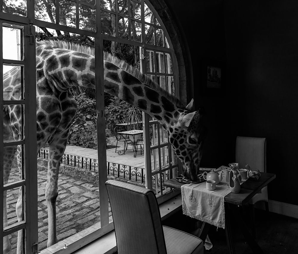 Giraffe Manor In Kenya art print by Jie Fischer for $57.95 CAD