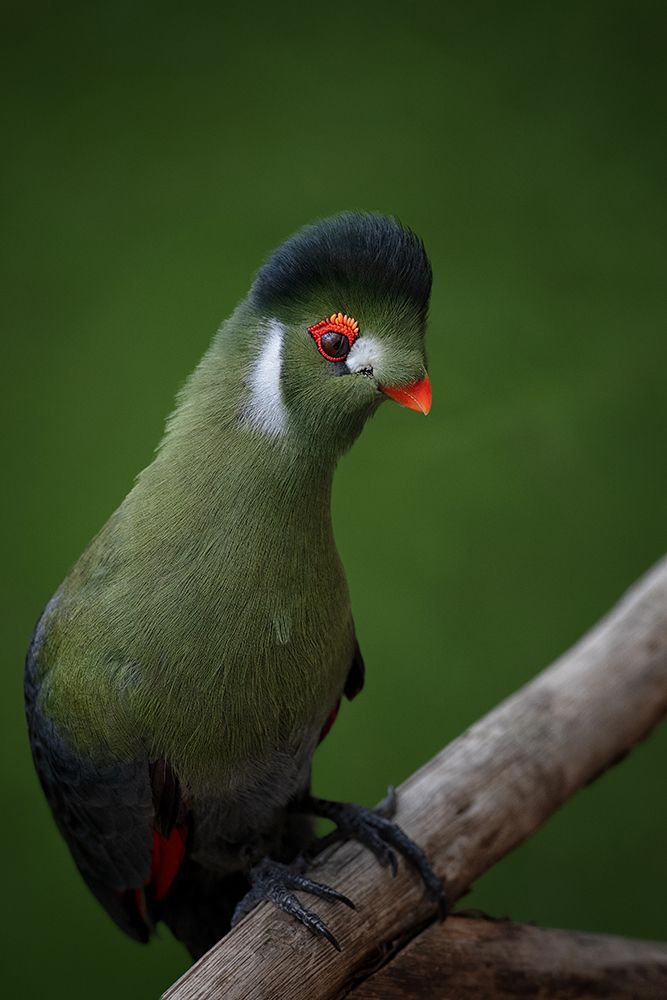 Strike a pose - White-cheeked Turaco art print by Mathilde Guillemot for $57.95 CAD
