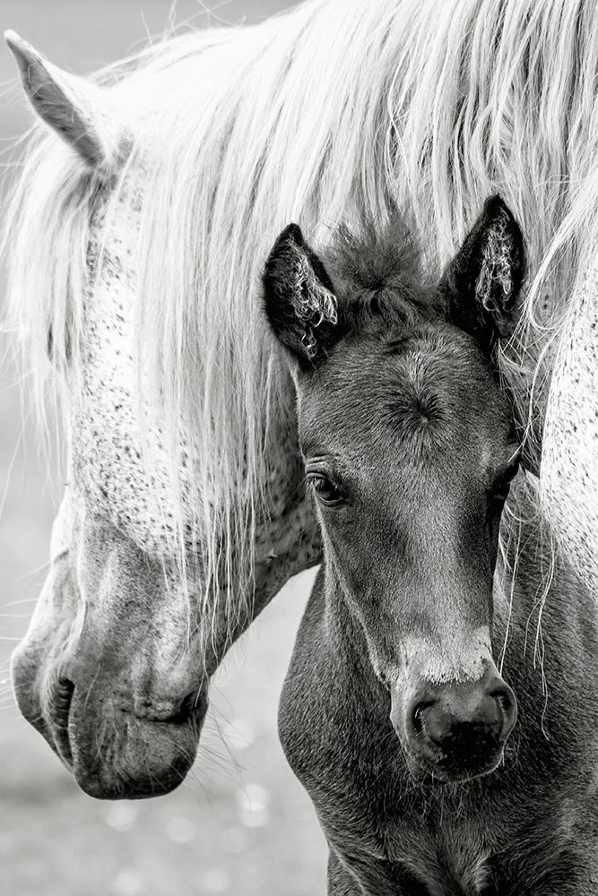 The Foal art print by Jacky Parker for $57.95 CAD