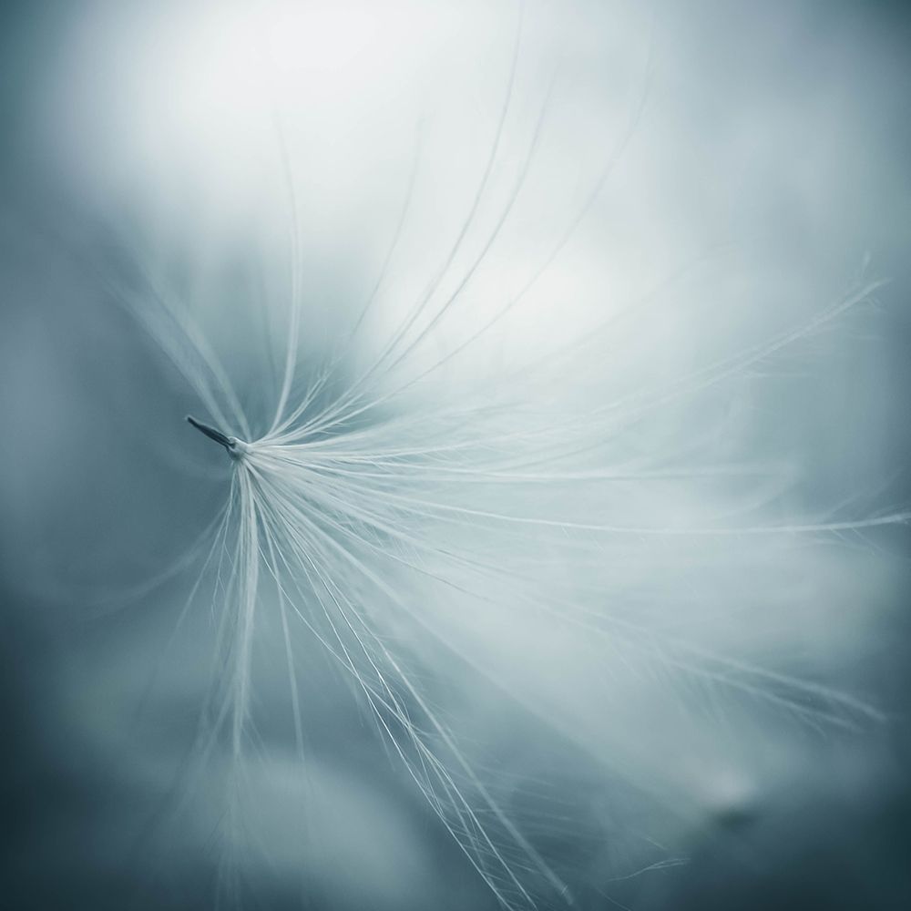 lightness art print by Renate Wasinger for $57.95 CAD