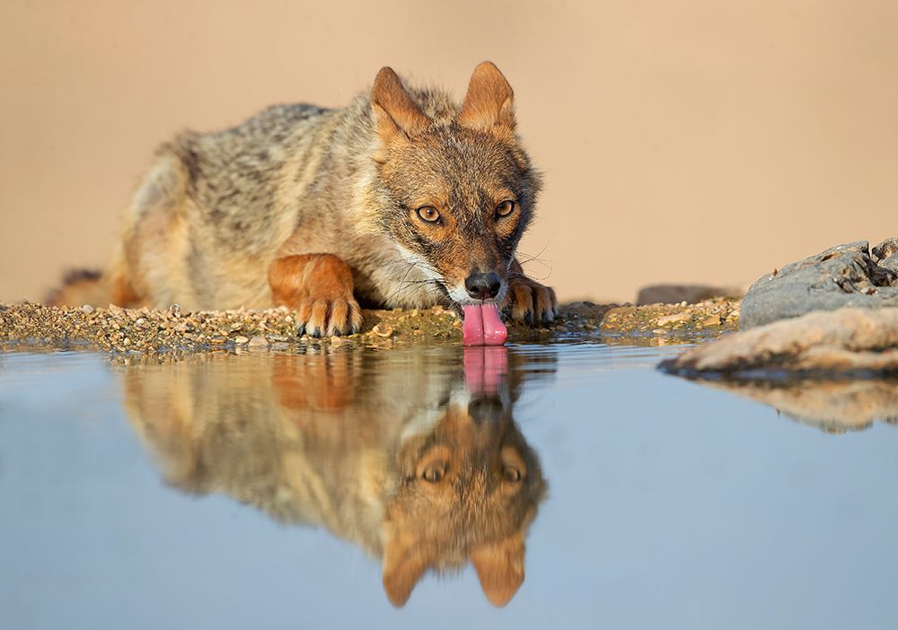 Golden Jackal art print by Shlomo Waldmann for $57.95 CAD