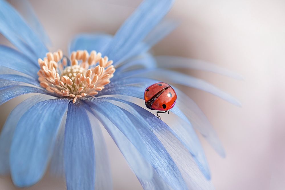 Lady in waiting art print by Jacky Parker for $57.95 CAD