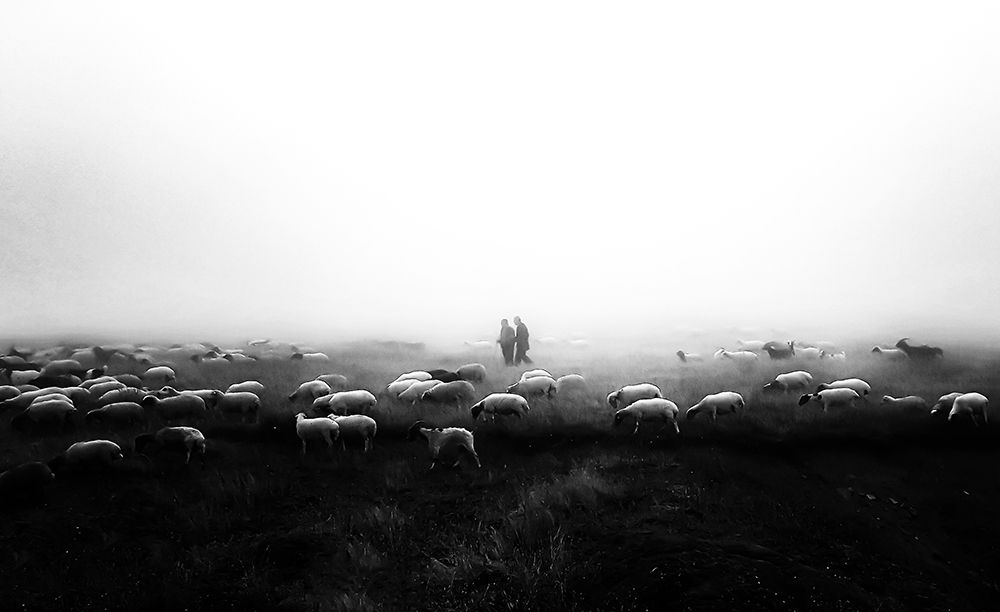 The flock in the fog art print by Vahid Yavari for $57.95 CAD