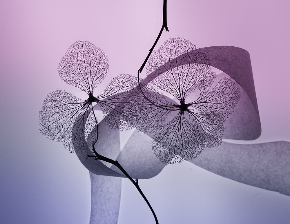 Hydrangea art print by Shihya Kowatari for $57.95 CAD