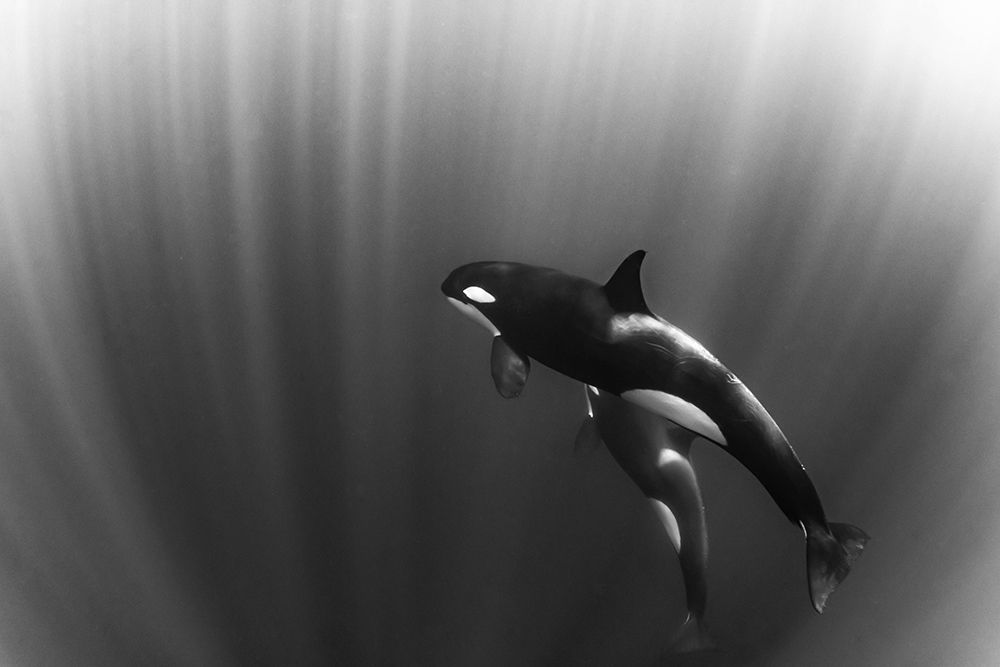 orcas dream art print by Mirko De Luca for $57.95 CAD