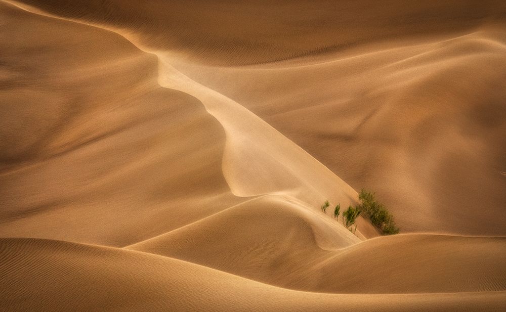 alive bush art print by Babak Mehrafshar for $57.95 CAD