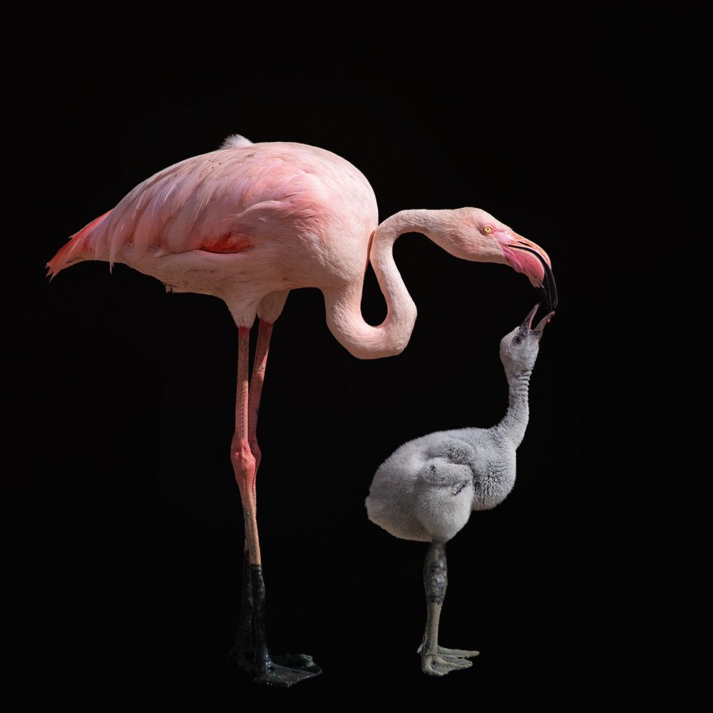 Become pink art print by Mathilde Guillemot for $57.95 CAD