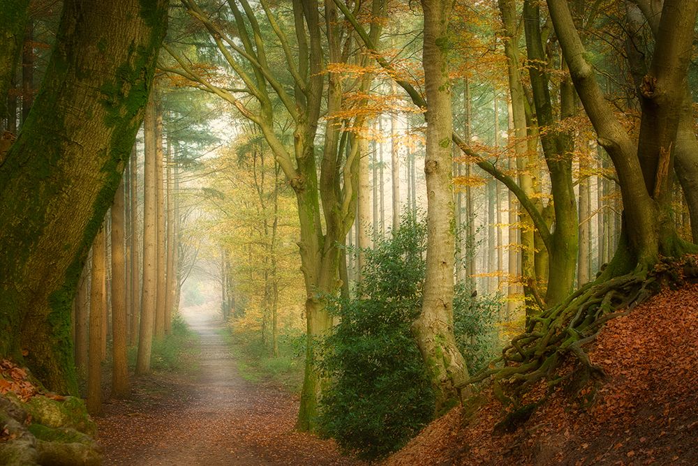 Following Fog art print by Ellen Borggreve for $57.95 CAD