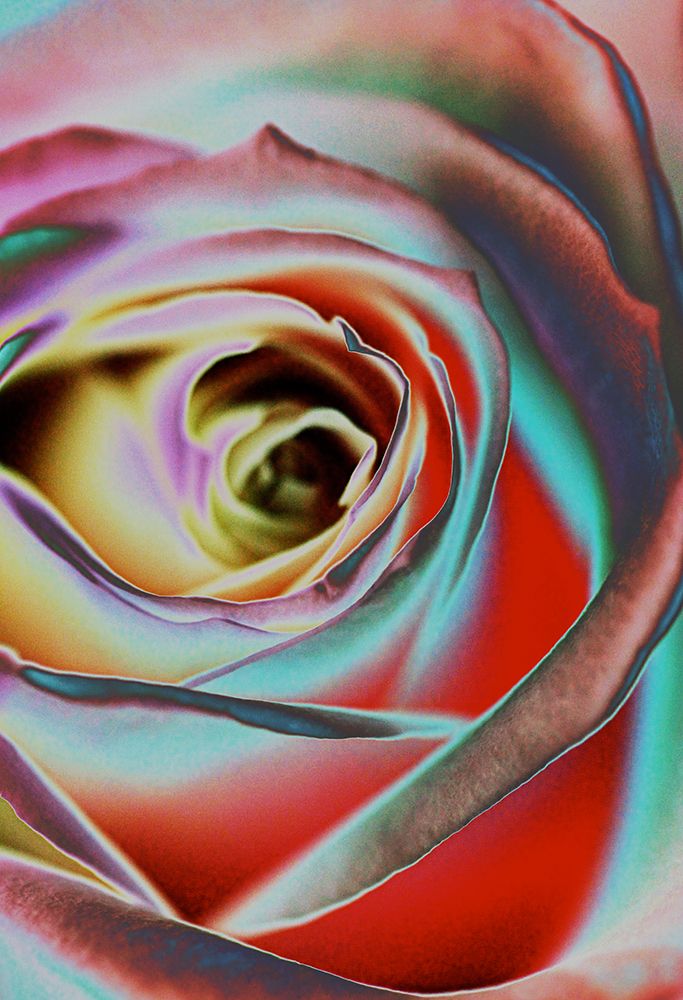 Rose art print by Andre Koenig for $57.95 CAD
