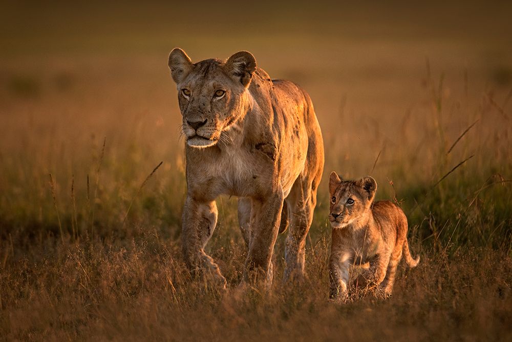 Mom Lioness With Cub art print by Xavier Ortega for $57.95 CAD