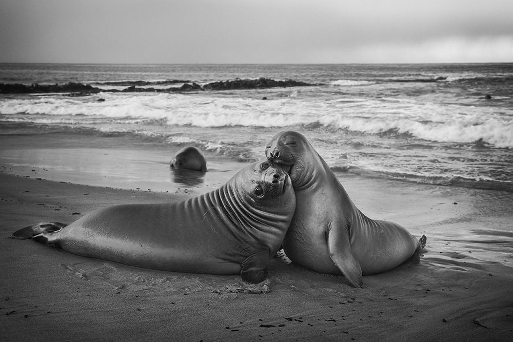 Juvenile elephant seal art print by Joan Gil Raga for $57.95 CAD