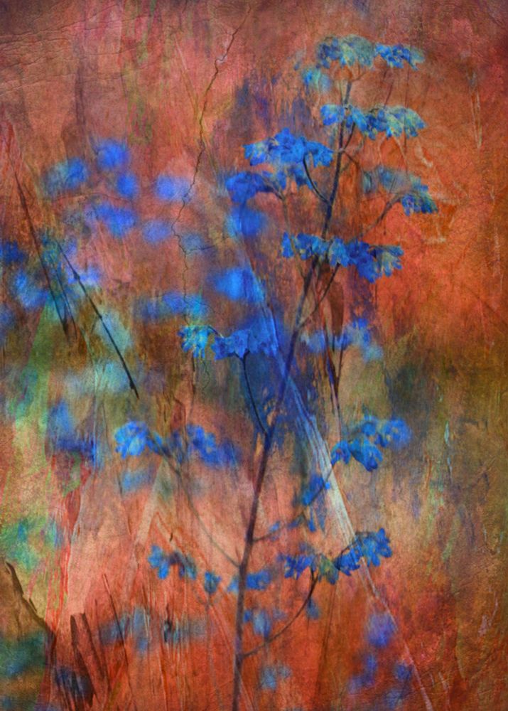 Colors Dance On Flowers art print by Delphine Devos for $57.95 CAD