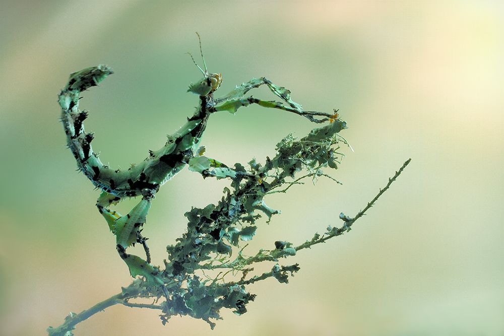 Looks Like Lichen art print by Jimmy Hoffman for $57.95 CAD