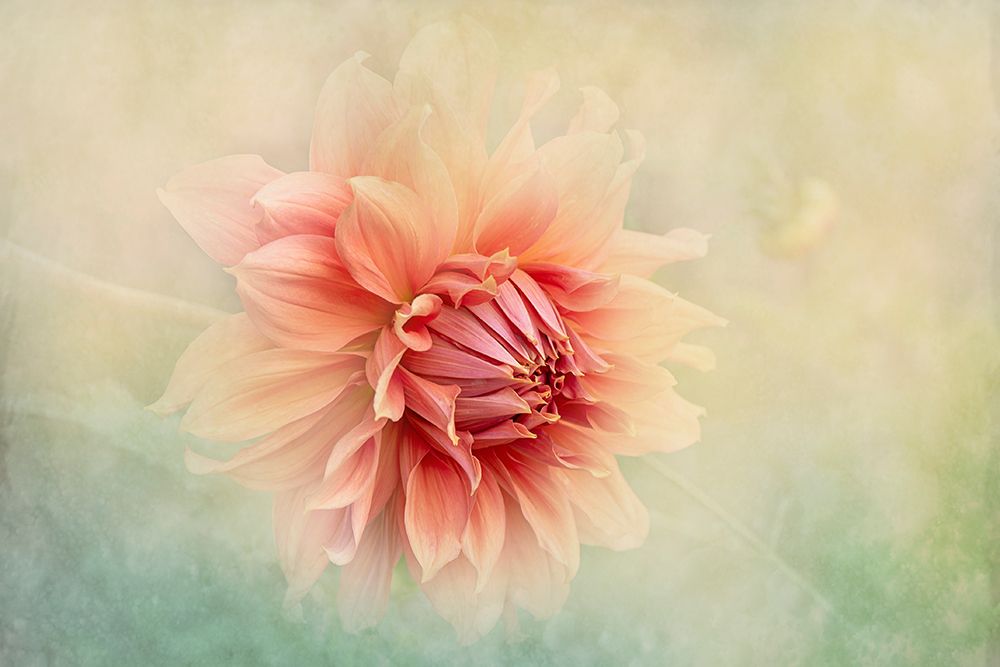 Dahlia art print by Jacky Parker for $57.95 CAD