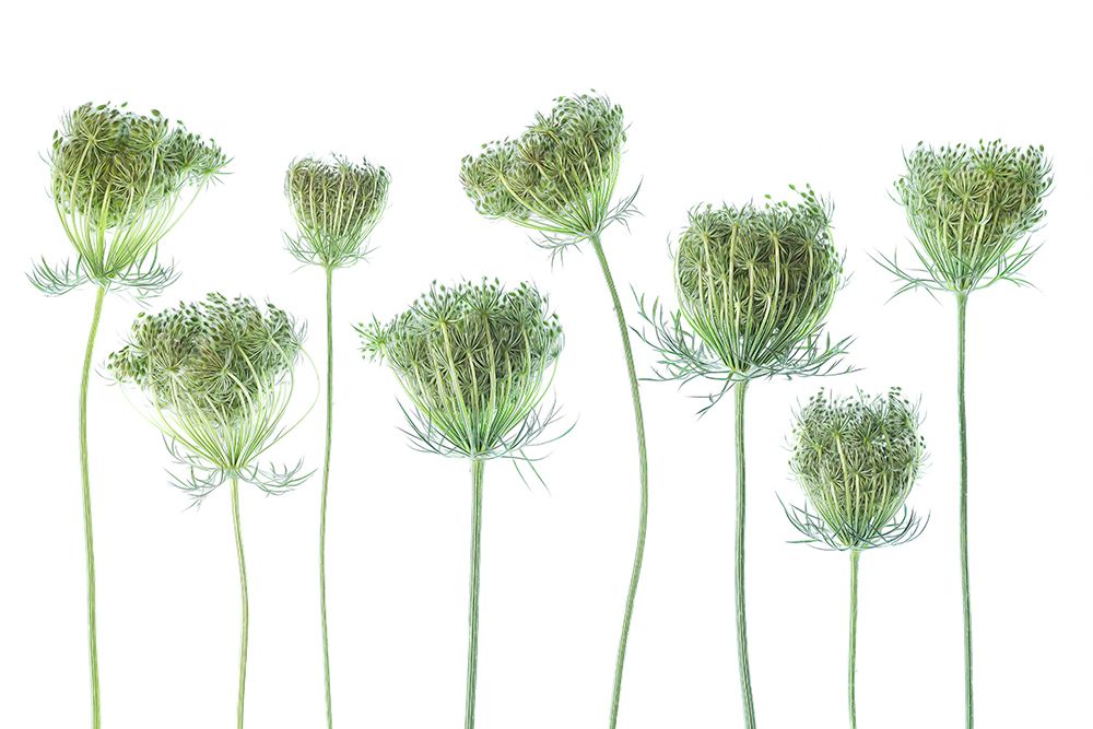 Wild Carrot art print by Ytje Veenstra for $57.95 CAD