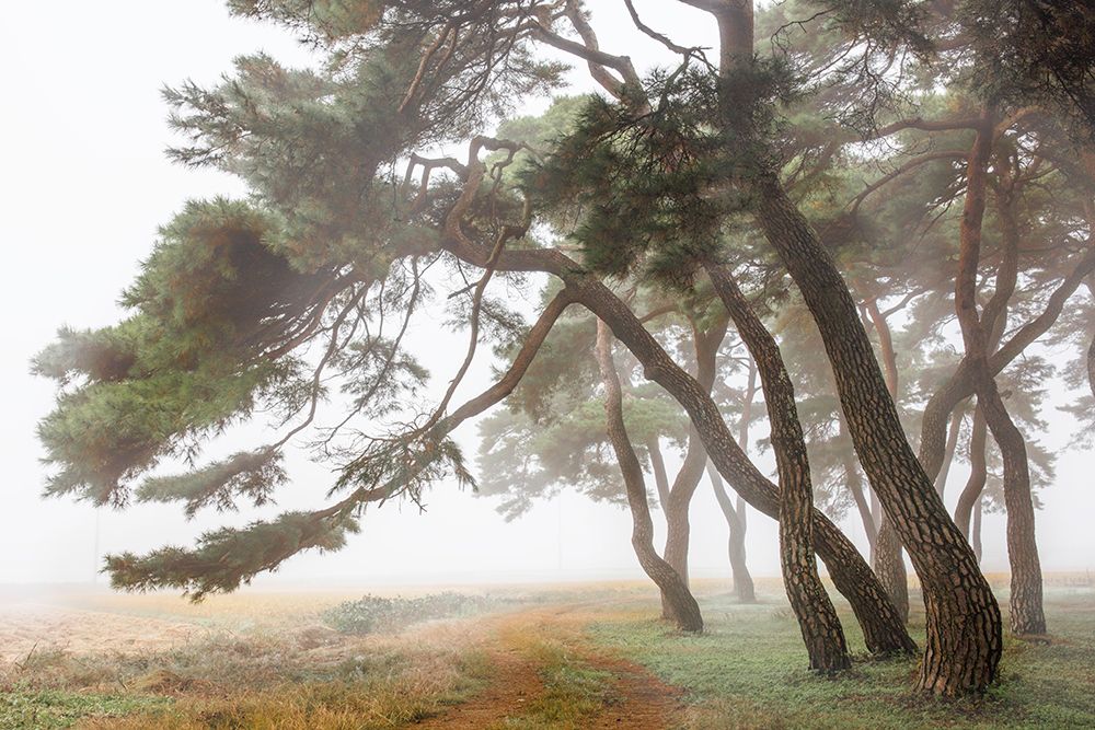 Pine Grove in Fog-2 art print by Ryu Shin Woo for $57.95 CAD