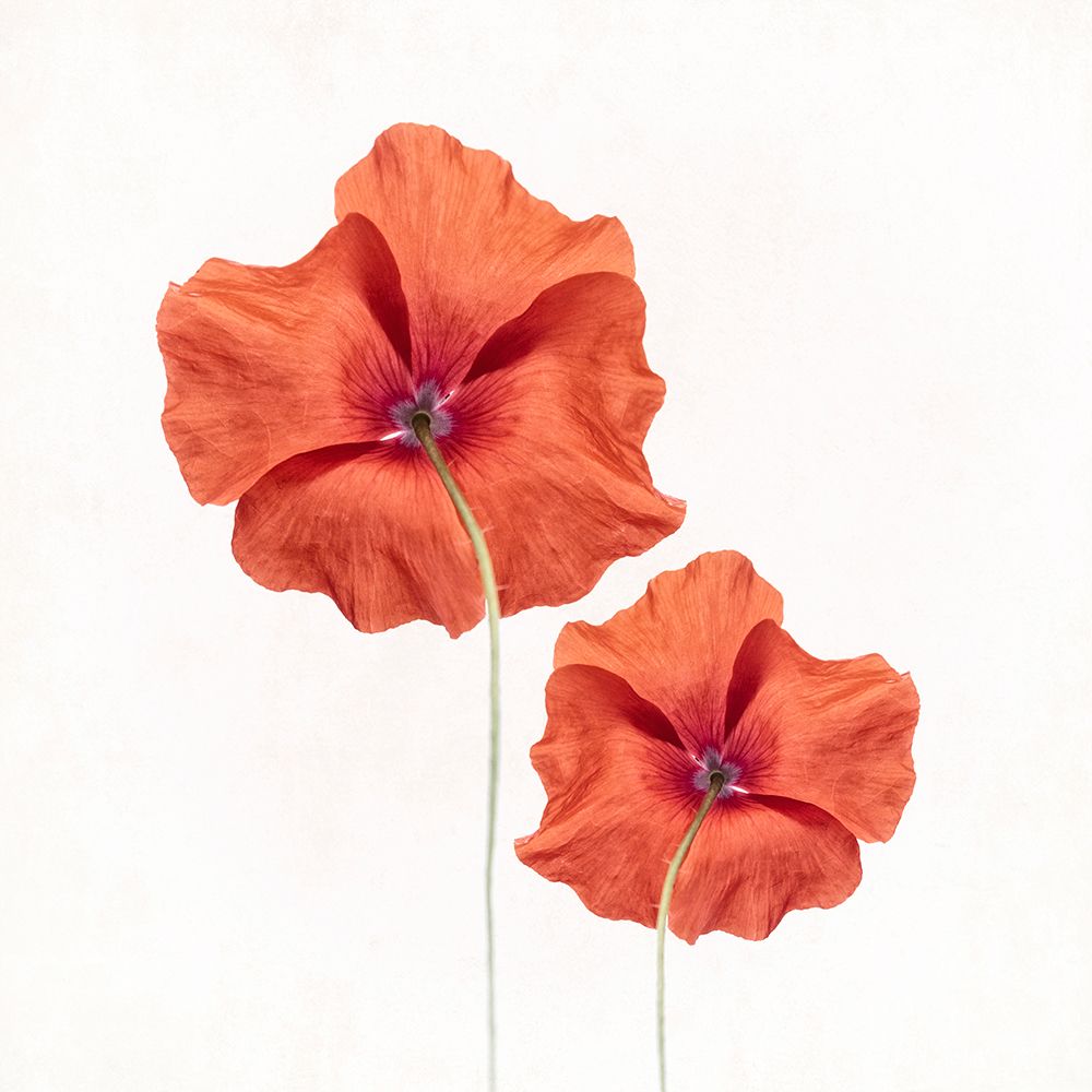 Poppies art print by Lotte Gronkjar for $57.95 CAD