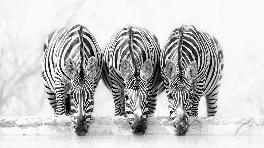 Zebras art print by Henry Zhao for $57.95 CAD