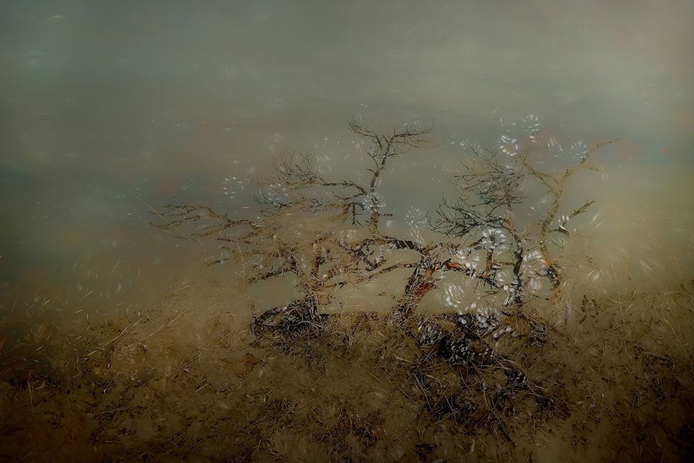 Old tree art print by Nel Talen for $57.95 CAD