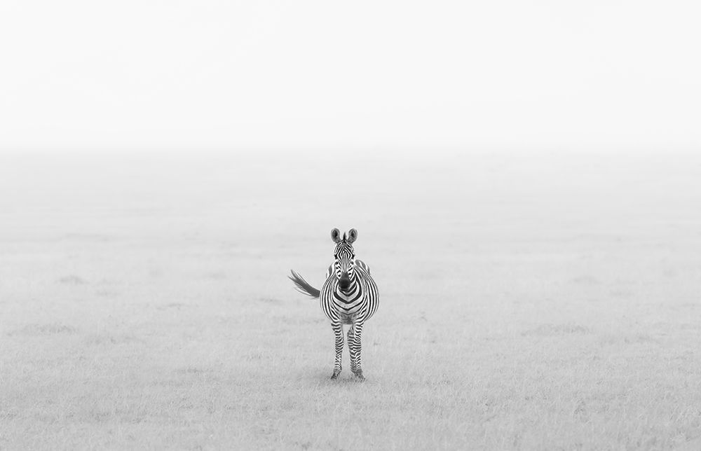 Lonely Zebra art print by Yun Wang for $57.95 CAD