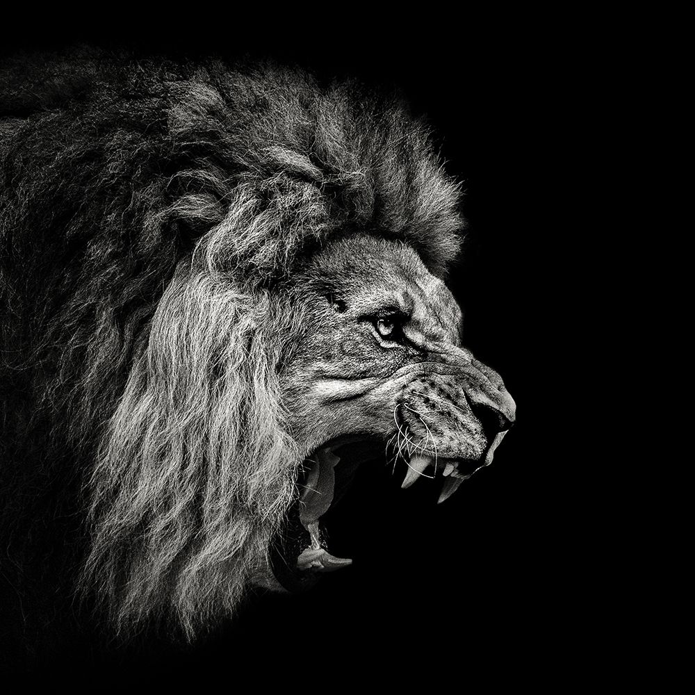 Roaring Lion #2 art print by Christian Meermann for $57.95 CAD