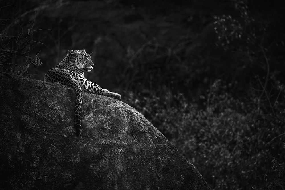 Mother Leopard art print by Mohammed Alnaser for $57.95 CAD