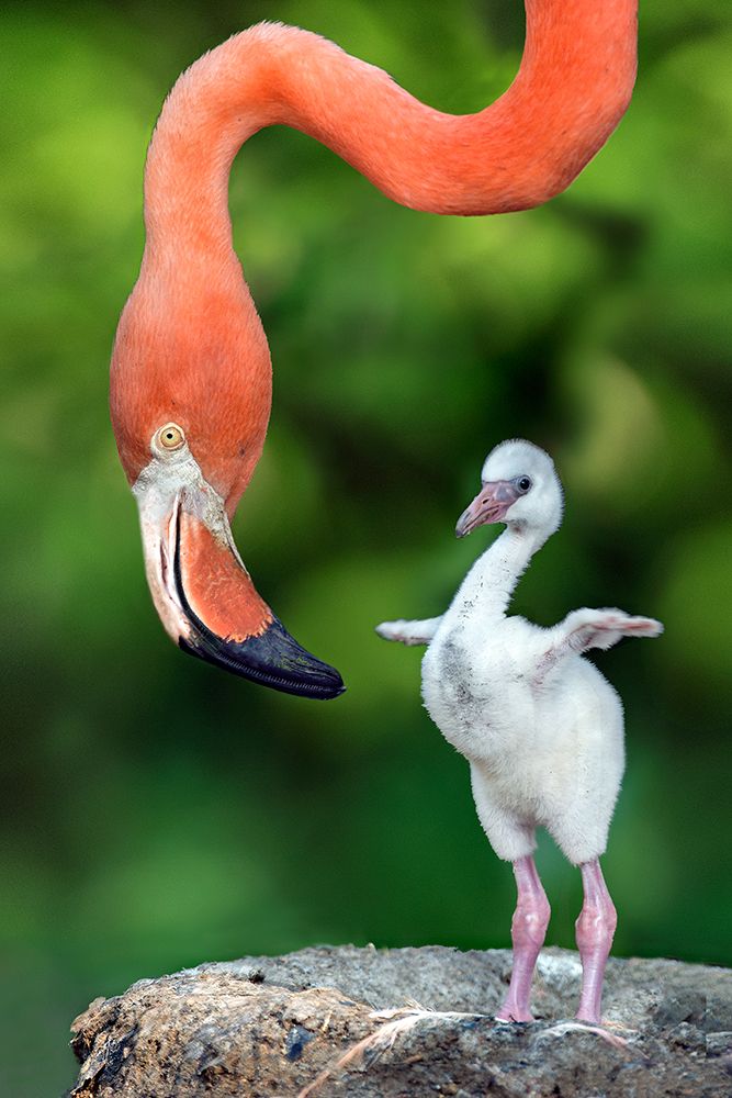 Flamingo With Chick art print by Xavier Ortega for $57.95 CAD