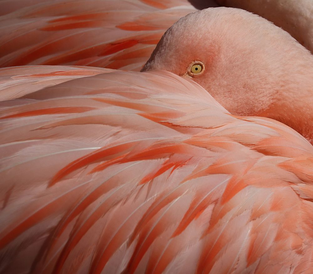 Portrait Of A Pink Flamingo art print by Robin Wechsler for $57.95 CAD