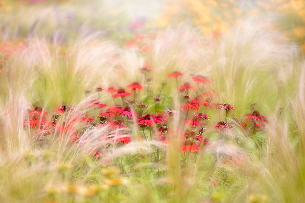 Rudbeckia art print by Jacky Parker for $57.95 CAD