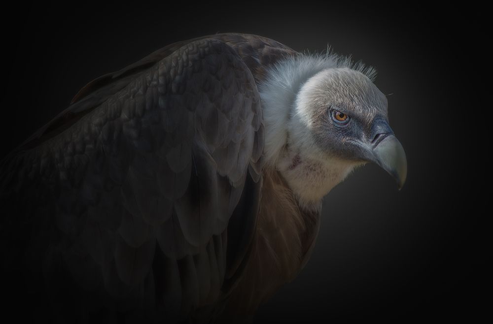 vulture art print by KaMerA for $57.95 CAD